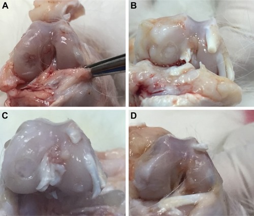 Figure 1 Macroscopic view of osteochondral healing.