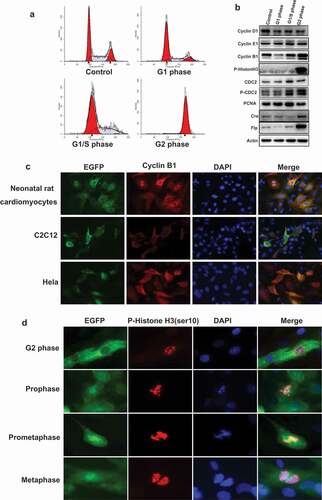 Figure 3. The expression pattern of G2/M phase fluorescent probe in primary and cell lines. (a), HEK293 cells were transfected with the plasmid of G2/M phase fluorescent probe and synchronized in various cell cycle phases. The population of cells in different phases were monitored by FACS. (b), Transfected HEK293 cells were synchronized and detected the expression of cell cycle markers: cyclin D1, cyclin E1, cyclin B1, and p-Histon H3, CDC2, p-CDC2, PCNA; the expression of recombinase: Cre, Flp, the internal control: Actin by Western-blot. (c), Neonatal rat cardiomyocytes were infected with EGFP sensor adenovirus. C2c12 and HeLa cells were transfected with G2/M phase fluorescent sensor construct. Cells were performed immunofluorescence with anti-cyclin B1 antibody (red) and DAPI (blue). The localization of cyclin B1 is similar with cyclin B1-EGFP fusion protein. (d), Neonatal rat cardiomyocytes were infected with EGFP sensor adenovirus. Cells were performed for immunofluorescence with anti-P-Histone H3 (Ser10) antibody (red) and DAPI (blue). The detail events of mitosis were displayed by EGFP sensor.