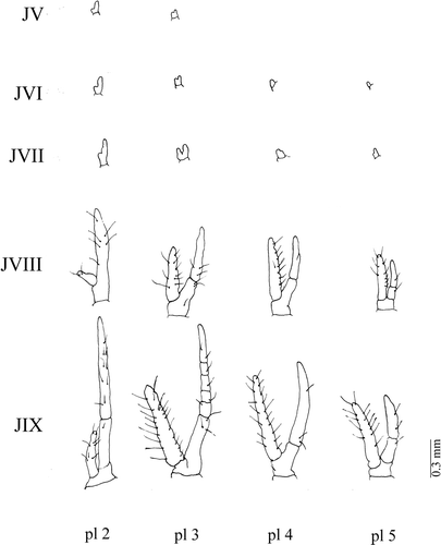 Figure 9. Armases rubripes. Development of female's pleopods. pl 2, second pleopod; pl 3, third pleopod; pl 4, fourth pleopod; pl 5, fifth pleopod; JV, fifth juvenile; JVI, sixth juvenile; JVII, seventh juvenile; JVIII, eighth juvenile; JIX, ninth juvenile.