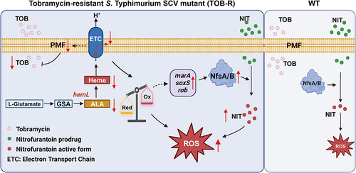 Figure 5. Graphic illustration of the possible mechanism of collateral sensitivity to NIT in TOB-resistant S. Typhimurium SCV induced by HemL deficiency.