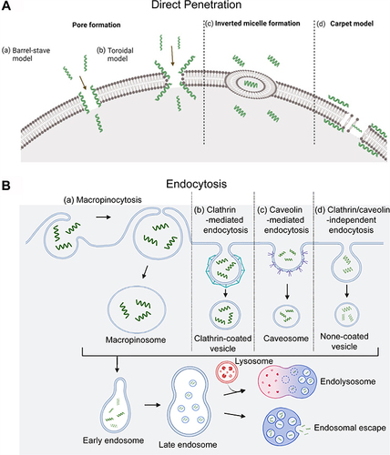 Figure 3 Different cellular uptake mechanisms of CPPs. (A) Direct translocation models including (a) the barrel-stave model; (b) the toroidal model; (c) inverted micelle formation; and (d) the carpet model.Citation82 (B) Pinocytosis models including (a) macropinocytosis; (b) clathrin-mediated endocytosis; (c) caveolin-mediated endocytosis; and (d) clathrin/caveolin-independent endocytosis. The short green curves represent CPPs.