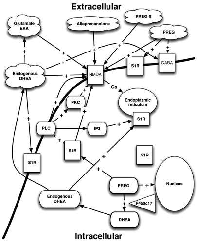 Figure 4. Neurosteroids and their interactions with σRs. PLC – phospholipases C; PKC – protein kinase C; PKCi – protein kinase C inhibitor; S1R – sigma1 receptor; IP3 – inositol triphosphate; EAA – excitotoxic amino acid; GABA – γ-aminobutyric acid; NMDA – N-methyl-d-aspartate receptor; Ca – calcium; DHEA – dihydroepiandrosterone; PREG – pregnenolone; PREG-S – pregnenolone sulfate ester; P450c17 – cytochrome P450 C17.