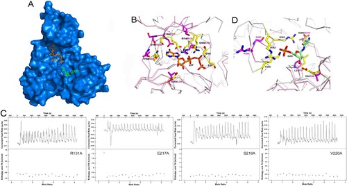 Figure 5. Model of ATP and GAR binding to MtbPurT. (A) Surface representation of MtbPurT with its proposed ATP and GAR. The ATP and GAR molecules are shown in stick representation. (B) The proposed models with ATP are displayed. Residues involved in ATP binding in EcPurT are coloured yellow, and their corresponding residues in MtbPurT are coloured magenta. (C) The ATP-binding affinity for MtbPurT mutants was measured by ITC. None of the mutants bound ATPγS. (D) The proposed models with GAR are displayed. Residues involved in GAR binding in EcPurT are coloured yellow, and their corresponding residues in MtbPurT are coloured magenta. All residues are shown in stick representations.