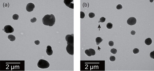 Figure 8. Electron micrographs of mixed particles of ammonium sulfate and oxalate at weight ratios of (a) 9:1 and (b) 3:2. Black arrows indicate thin parts having lath-like parts, regarded as oxalate.