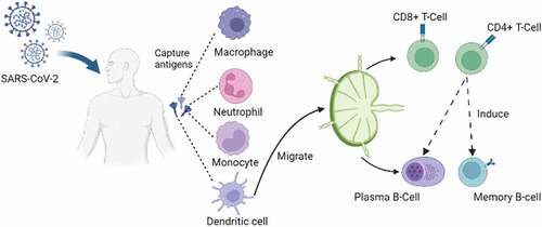 Figure 1. DCs role in innate and adaptive immune response. Pathogens that pass through the physical barrier (epithelium and mucosa) activate the innate immune response and adaptive immune response. First, monocytes-macrophages, neutrophils, and DC capture pathogens, then express antigens on cell membranes. next, DCs as the primary APC migrate to the lymph nodes, where antigens are introduced to T and B cells, thus triggering memory development.