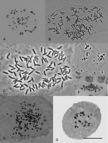 Figure 1  Chromosomes of New Zealand vascular plants. A, Lycopodium fastigatum, 2n = 60. B, Blechnum colensoi, 2n = 122. C, Adiantum viridescens, 2n = 116. D, Daucus glochidiatus, 2n = 44. E, Astelia aff. nervosa, 2n = 140. F, Leptinella dispersa subsp. rupestris, 2n = 52. G, Senecio aff. dunedinensis, n = 20II. Scale bar = 10 µm.