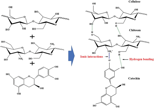 Figure 6. Possible interaction between cellulose, chitosan and catechin in PSE.