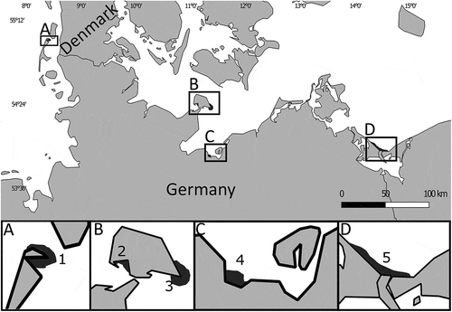 Fig. 1. Sites of historic herbarium samples in northern Germany processed in this study. Numbers 1–5 refer to the location of historical collection sites, as listed in Table 1. Dark grey areas correspond to the potential range of the respective sample. Insets A–D provide higher resolution.