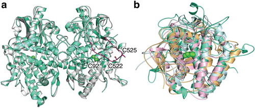 Figure 2. The superimposed crystal structure of melB pro-tyrosinase with other tyrosinases. (a) whole structure of apo (white, PDB code:3W6Q) and holo form (green, PDB code:3W6W) (b) Copper-binding domains of mushroom (blue, PDB code: 2y9w), plant catechol oxidase (orange, PDB code: 1BT3), and the functional unit g of octopus hemocyanin (pink, PDB code: 1JS8). The protein main chain is displayed as ribbon and key cysteine residues are highlighted as sticks and green sphere indicates copper.