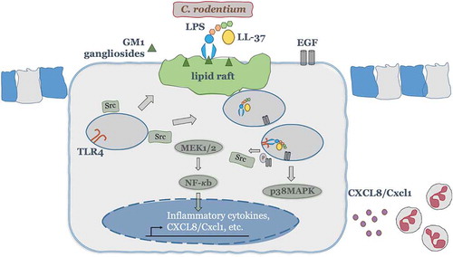 Figure 9. A theoretical scheme of signaling mechanisms elicited by cathelicidins in synergy with LPS to promote CXCL8 secretion in colonic epithelium and subsequent neutrophil recruitment/activation. In colonic epithelial cells, LL-37 physically binds and facilitates LPS uptake via interaction with GM1 (monosialotetrahexosylganglioside) in lipid rafts, where EGFR and Src kinases reside. Intracellularly, LPS interacts with TLR4 to promote activation of two signaling axes: one p38MAPK dependent, which relies on Src and EGFR kinases cross-talk and subsequent p38MAPK activation; second NF-κB dependent, which signals via MEK1/2 but independent of Src, EGFR and p38MAP kinases. Both signaling pathways together promote colonic CXCL8 protein synthesis and secretion. The induced colonic CXCL8 chemokine regulates intestinal defenses via neutrophil recruitment/activation.