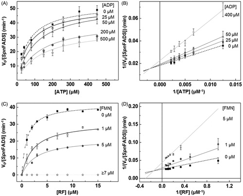 Figure 1. Inhibition of the SpnFADS RFK reaction by FMN and ADP products. Michaelis–Menten plots as a function of (A) ATP and (C) RF substrates at different concentrations of the ADP and FMN products. Lineaweaver–Burk representation at different (B) ADP and (D) FMN concentrations with global fitting to the equation for mixed inhibition.