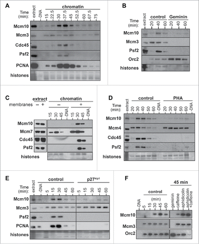 Figure 1. Mcm10 chromatin loading requirements. A, Xenopus egg extract was supplemented with demembranated sperm nuclei. After incubation for the indicated times, chromatin was isolated and immunoblotted for Mcm10, Mcm3, Cdc45, Psf2 and PCNA. The lower portion of the gel was stained with Coomassie to visualize histones. (B- F), Interphase (B, D, E, F) or membrane free (C) egg extracts were supplemented with demembranated sperm nuclei and were optionally supplemented with Geminin (B), 50 μM PHA-767491 (D), 100 nM p27kip1 (E), 40 µM aphidicolin or 5 mM Caffeine (F). At the indicated times, chromatin was isolated and immunoblotted for Mcm10, Mcm3, Mcm4, Mcm7, Orc2, Cdc45, Psf2 and PCNA.