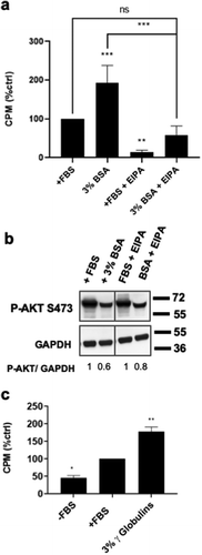 Figure 2. Suppression of macropinocytosis blocks albumin-induced cell cycle progression. (a) BJ-hTERT cells were plated at 30% confluency in DMEM 10% FBS. After 24 h, cells were shifted to DMEM 0% FBS for 48 h. After this, media was replaced with DMEM 10% FBS for 3.5 h. This media was washed off and cells were treated with media conditions +FBS, +FBS + EIPA 75uM, 3% BSA, and 3% BSA + EIPA 75uM for 24 h. Each final 24 h condition also contained [3H]-TdR. After 24 h, cells were collected and the incorporated [3 H]-TdR was determined by scintillation counting. (b) Cells were plated and treated as in (a) after which cells were harvested and the levels of Akt phosphorylation at Ser473 was determined by Western blot analysis. (c) BJ-hTERT cells were plated, starved of FBS, primed with +FBS media for 3.5 h as explained in (a) before replacement with media conditions -FBS, +FBS, 3% bovine serum globulin fraction. Each final 24 h condition also contained [3 H]-TdR. After 24 h, cells were collected and the incorporated label ([3 H]-TdR) was determined by scintillation counting. In both (a) and (c) relative [3 H]-TdR incorporation is represented as counts per minute and normalized to the positive control +FBS which has been given a value of 100%. Significance asterisks are compared with the control unless otherwise noted with brackets. The data is represented as mean ± SD and is the result of at least three independent experiments each consisting of two replicates per condition. *, p ≤ 0.05; **, p ≤ 0.01; ***, p ≤ 0.001. Not significant (ns) means p > 0.05.