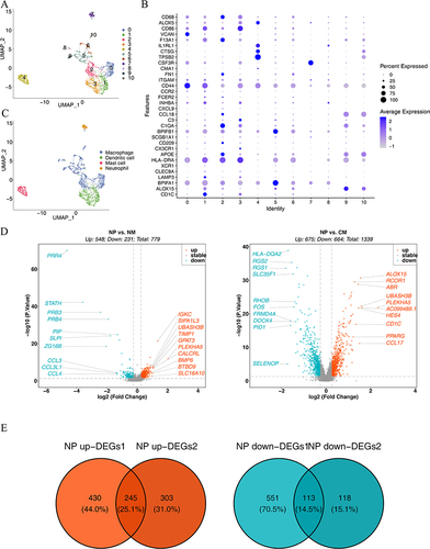 Figure 2 Characterization of cell clusters for myeloid cells. (A) UMAP downscaling and cellular taxa. (B) Bubble plots of the expression profiles of diverse marker genes in cellular taxa. (C) Annotation of marker gene cell types. (D) Volcanogram for differential gene analysis. The horizontal coordinate represents the multiplicity of differences in gene expression; the vertical coordinate represents the pvalue, which was taken as -log10. In NP vs NM, 779 DEGs were detected, encompassing 548 upregulated and 231 downregulated genes. In NP vs CM, 1,339 DEGs were identified, namely, 675 upregulated and 664 downregulated genes. (E) Screening for shared upregulated and downregulated differential genes. A total of 358 DEGs1 were identified after the intersection.