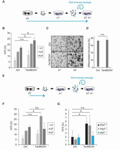 Figure 2. Autophagy induction increases SGSCs self-renewal in vitro. (A) Schematic representation of the experimental setup over 3 passages for the 3D culturing of SGSCs for self-renewal analysis in the continuous presence of Tat-BECN1 in the MM medium. The blue arrow highlights when Tat-BECN1 was present. (B) OFE of SGSCs treated or not with 50 nM Tat-BECN1 following the experimental setup shown in (A). Bars represent the means of 3 independent experiments ±SD. Asterisks annotate significant differences of p < 0.05, while the n.s. abbreviation highlights that there is no significant difference. (C) Brightfield microscope images of organoids from SGSCs treated or not with 50 nM Tat-BECN1, after 7 days in Matrigel® at the end of passage 1 (p1) and 3 (p3). (D) Percentage of differentiated structures after differentiation of SGSCs derived organoids treated or not with 50 nM Tat-BECN1. Bars represent the means of 3 experiments ±SD. The n.s. abbreviation highlights that there is no significant difference. (E) Schematic representation of the experimental setup over 3 passages for the 3D culturing of SGSCs for self-renewal analysis with exposure to Tat-BECN1 treatment only during the initial isolation of single cells from SGs. The blue arrow highlights when Tat-BECN1 was present. (F) OFE of SGSCs treated or not with 50 nM Tat-BECN1 following the experimental setup shown in (E). Bars represent the means of 3 independent experiments ±SD. The asterisk annotates a significant difference of p < 0.05, while the n.s. abbreviation highlights that there is no significant difference. (G) OFE at passage 1 of Atg5+/+, Atg5+/- and atg5−/- SGSCs treated or not with 50 nM Tat-BECN1 following the experimental setup shown in (E). Bars represent the means of 3 independent experiments ± SD. Asterisks annotate significant differences of p < 0.05, while the n.s. abbreviation highlights that there is no significant difference.