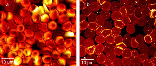 Figure 1.  AFM Images demonstrating the membrane isolation procedure (a) before exposure to shear stress, revealing intact RBC with a height of ∼2 µm adsorbed to glass and (b) after application of the jet stream, resulting in flat inside-out oriented membranes with circular shapes and diameters of ∼8 µm. Heights of the isolated plasma membranes including the protruding membrane proteins were between 10 and 15 nm.