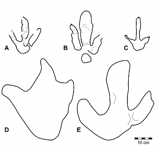 FIGURE 57. Schematic outlines of representative theropod tracks from the Yanijarri–Lurujarri section of the Dampier Peninsula, Western Australia. A, Megalosauropus broomensis, left pedal impression, UQL-DP35-1; B, Yangtzepus clarkei, ichnosp. nov., right pedal impression, UQL-DP57-1; C, Broome theropod morphotype A, possible left pedal impression, UQL-DP25-1; D, Broome theropod morphotype B, possible left pedal impression, UQL-DP52-1; and E, Broome theropod morphotype C, left pedal impression, UQL-DP6-3. All schematic outlines are to the same scale.