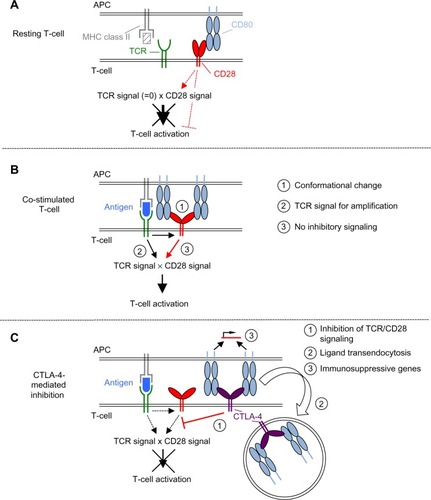 Figure 2 Scheme of the molecular mechanisms underlying CD28-mediated co-stimulation and CTLA-4-mediated inhibition.