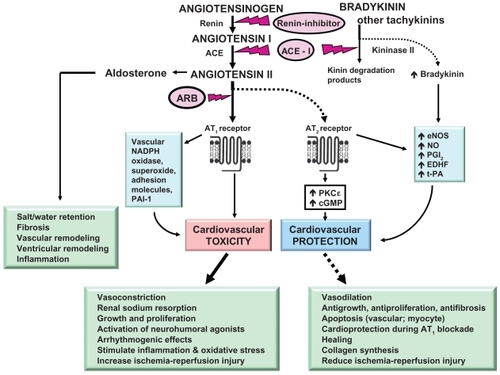 Figure 1 Pathways of cardiovascular protection induced by ACE inhibition and ARBs.