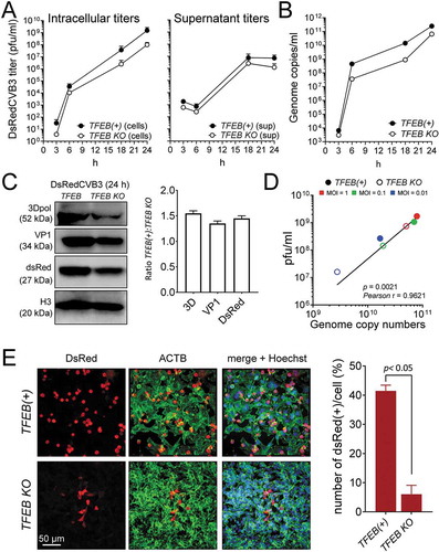 Figure 7. Deletion of TFEB negatively affects CVB3 infection. (A) TFEB(+) and TFEB KO HeLa cells were infected with DsRedCVB3 at MOI = 0.01 for 24 h. Cells and supernatants were harvested at the indicated time points, and titers (pfu/ml) were determined by plaque assay; titers from TFEB(+) (black circles) and TFEB KO cells (open circles) are shown. (B) Viral genome RNA content in TFEB(+) and TFEB KO HeLa cells was followed over a 24-h period by qPCR. (C) Immunoblot analysis of viral protein content at 24 h p.i. The graph shows the ratio of viral protein bands from TFEB(+) and TFEB KO cells. (D) Infectious virus titers in infected cells with different MOI (1, 0.1 and 0.01) were measured by plaque assay, and genomic dsRedCVB3 RNA was determined by qPCR. A Spearman correlation line for the relationship between the genome content and virus titer is shown. (E) TFEB(+) and TFEB KO HeLa cells were infected with DsRedCVB3 at MOI = 0.01 for 24 h, then were fixed and stained with Alexa Fluor 488 phalloidin (green; detects ACTB/beta-actin; nuclei were counterstained using Hoechst 33342 (blue). Confocal images were acquired and representative images from each cell type are presented. DsRed positive cells were quantified using the Spot detection function of IMARIS, and the percent of DsRedCVB3 infected cells (red) are displayed in the graph (mean + SEM) on the right side of panel E