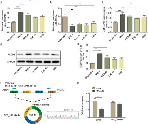 Figure 1. The expressions of circ_0003747 and PLCD3 are increased, miR-338-3p expression is reduced in TC cells.