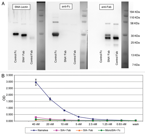 Figure 5. Sialic acid-containing (Sia+) Fab fragments do not bind soluble DC-SIGN. (A) Western and lectin blots of purified Sambucus nigra agglutinin (SNA)+ Fab fragments from human IgG. SNA+ Fab fragments were probed with the SNA lectin or antibodies specific for human Fc or Fab fragments. Control Fab and Fc fragments were obtained commercially. Only a minor fraction of control Fab fragments terminates with α2,6-Sia, as defined by lectin blotting (left panel). Conversely, the control Fc fragment contains Sia, as defined by positive signal in the lectin blot. This control Fc is likely to contain largely monosialylated glycoforms, as only a minor fraction is retarded on SNA lectin columns (data not shown), and does not bind soluble DC-SIGN (sDC-SIGN, see below). The two species identified in the Fab fragments obtained from IVIG (right panel) may represent different glycoforms of Sia+ Fabs. In support of this, the digestion of this material with sialidase results in a complete absence of either of the two species in SNA lectin blots, and peptide-N-glycosidase digests of Sia+ Fabs migrate as a single faster species when probed with anti-Fab antibodies (data not shown). The preparation is operationally free of Fc components (middle panel). (B) ELISA binding of SNA+ Fab fragments from IVIG. Diamonds, intact 4E10 positive controls; Squares, Sia+ Fabs; triangles, Sia− (asialo) Fabs; circles, monosialylated Fcs. Please notice that monosialylated control Fc fragments do not bind sDC-SIGN, as they are largely devoid of di-sialylated glycans, consistent with above blotting experiments. Wash = no protein added, control for background binding. Fc and 4E10 binding was detected with horseradish peroxidase (HRP)-conjugated anti-Fc antibodies, while Fab binding was detected with HRP-conjugated anti-Fab antibodies.