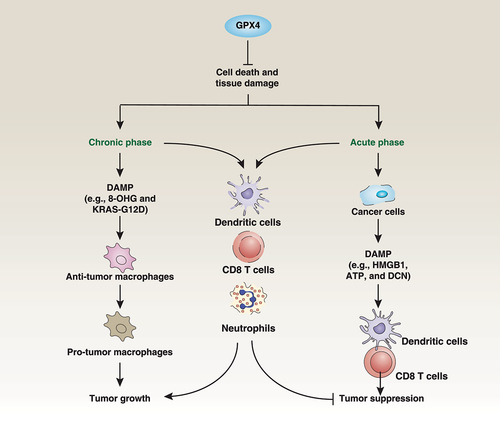 Figure 7. Dual roles of GPX4 in cancer. The loss of GPX4 results in cell death and tissue damage. On the one hand, chronic inflammation may occur, leading to DAMP-mediated macrophage polarization in the tumor microenvironment, which can promote tumor growth. On the other hand, acute cell death caused by the loss of GPX4 can clear tumor cells and release DAMPs, activating anti-tumor immunity. GPX4 is widely expressed in cancer cells and immune cells, including DCs, CD8 T cells, and neutrophils. However, current GPX4 inhibitors are nonselective and can also cause immune cell death, leading to inhibition of anti-tumor immunity.