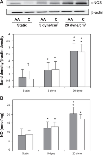 Figure 2 Endothelial inducible nitric oxidase synthase (eNOS) protein expression and NO end-product production by race with laminar shear stress. (A) Representative Western blot and β-actin control blot for African American (AA) and Caucasian (C) human umbilical vein endothelial cells (HUVECs). ImageJ densitometric analysis of bands expressed in relation to β-actin; (B) total NO end-product production with LSS application in African American (solid bars) and Caucasian (open bars) HUVEC cell culture supernatant.