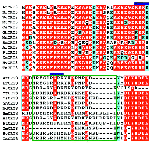 Figure 1. Sequence alignment of the Arabidopsis CRT3 and its plant homologs. Amino acid sequence alignment of Arabidopsis CRT3 and its plant homologs was performed using the ClustalW program at Mobyle web tool (http://mobyle.pasteur.fr/cgi-bin/portal.py). Names and accession numbers of the CRT3 homologs used for analyses are as follows: AtCRT3 (NP_563816; At: Arabidopsis thaliana), BrCRT3 (translated from nucleotide sequences EX116073.1, EX026998.1 and EX117522.1, Br: Brassica rapa), VvCRT3 (translated from nucleotide sequence XM_002276397.1, Vv: Vitis vinifera), MtCRT3 (translated from nucleotide sequence BT052978.1, Mt: Medicago truncatula), OsCRT3 (BAC06263; Os: Oryza sativa), GhCRT3 (translated from nucleotide sequence DT563804.1; Gh: Gossypium hirsutum) MdCRT3 (translated from nucleotide sequences CN943087.1 and CV082227.1; Md: Malus domestica), SmCRT3 (translated from nucleotide sequence FE490612.1 and FE490611.1; Sm: Selaginella moellendorffii), AfCRT3 (translated from nucleotide sequences DR940519.1 and DT750168.1, Af: Aquilegia formosa), PtCRT3 (translated from nucleotide sequences BF777977.1, CO198952.1 and CO158387.1; Pt: Pinus taeda), ZmCRT3 (translated from nucleotide sequence AY105822; Zm: Zea mays), HvCRT3 (translated from nucleotide sequence AK248906.1; Hv: Hordeum vulgare) and TaCRT3 (EF452301.1; Ta: Triticum aestivum). Aligned amino acid sequences were shaded using the BoxShade 3.31 web server (http://mobyle.pasteur.fr/cgi-bin/portal.py). Residues identical in more than 8 sequences are shaded in red and similar ones are shaded in cyan. Two basic tetrapeptides in the C terminus of AtCRT3 are marked by blue bar, and the region that has > 50% basic residues is indicated by a green box.
