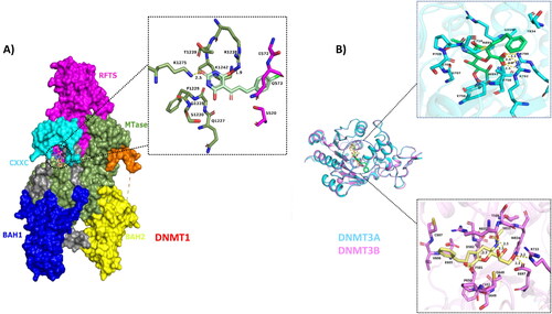 Figure A1. Interaction analysis of DNMT1, DNMT3A and DNMT3B with ZINC201939708. (A) Presents the docked complex of DNMT1 with ZINC201939708. Left side of the figure shows the docked complex and the domains of DNMT1 (CXXC ; BAH1; BAH2; MTase; RFTS). The interacting residues are shown in the inset picture. (B) Shows the docked complexes of DNMT3A and DNMT3B with ZINC201939708. Superimposed image of the docked complex shows the highly similar structure of DNMT3A and DNMT3B. The inset figure shows the interacting residues of DNMT3A and DNMT3B with ZINC201939708.