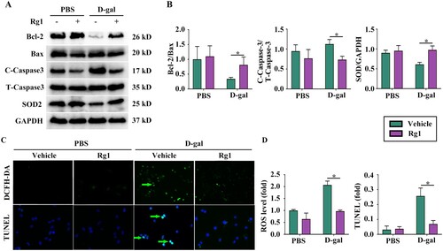 Figure 3. Rg1 alleviated D-gal-induced oxidative stress and spermatogonium apoptosis in vitro. A, B Western blots and quantitative results in GC-2spd cells (n = 3). C, D Representative images of DCFH-DA detection, TUNEL staining and quantitative results. Data are represented as the mean ± S.D. (*P < 0.05; one-way ANOVA).