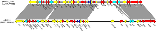 Figure 6 Resistance region comparison between pKB-PA_F19-4 and pBM413; Open arrows indicate coding sequences and direction of transcription. Resistance genes (Red); transposon module (yellow); integron module (sky blue); repM and DNA-binding protein gene (dark blue). Shaded areas between the genetic elements indicate homology (≥95% identity).