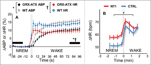 Figure 2. Panel A shows changes (Δ) in mean arterial blood pressure (ABP) and heart rate (HR) upon awakening, i.e., on passing from non-rapid-eye-movement sleep (NREM) to wakefulness (WAKE). ΔABP and ΔHR were computed as % changes from a baseline 20-s period of NREM before awakening (left horizontal bar). Statistical analysis was performed on ΔABP and ΔHR in a 20-s period after awakening (horizontal right bar). The gray shading at time 0 marks the time of awakening. Data are mean values ± SEM in `middle-aged (10–11 months) orexin-ataxin3 transgenic mice (ORX-ATX) with postnatal loss of hypocretin/orexin neurons (n = 9; black: ABP; red: HR), a mouse model of narcolepsy type 1, and age-matched wild-type control mice (WT, n = 8; gray: ABP; blue: HR). * and †, P < 0.05, TG versus WT for ΔABP and ΔHR, respectively (t-test). Reproduced from Citationref. 36, with permission. Panel B shows ΔHR upon awakening from NREM (mean values ± SEM) in NT1 patients and control subjects (CTRL), with n = 12 per group, excluding epochs with apneas, leg movements and arousals transitions. *, P < 0.05 for ΔHR upon awakening, NT1 patients versus controls. Redrawn from Citationref. 46, with permission.