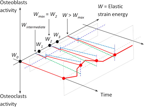 Figure 1. Global schematic of the mechano-regulatory model or cellular activity as a function of time and energy.