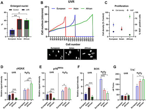 Figure 3 Effect of the genotoxic stress on dermal fibroblasts of European, Asian and African origin. (A–G) The cells were irradiated with 20 mJ/cm2 UVR and processed for analysis after 72 hours. (A) Percentage of the enlarged nuclei (>20 μM diameter) in control and UV-irradiated cultures; (B) distribution of the nuclear size versus cell numbers after UVR treatment; (C) cell density relative to the untreated control and the percentage of Ki67-positive nuclei; ((D and E), left panel) expression of γH2AX and p16INK4a; ((F), left panel) Levels of intracellular ROS; ((G), left panel) total antioxidant capacity of the cells; (D–G) the cells were treated with 250 μM H2O2 for 24 hours, cultured in fresh media and processed for analysis after 72 hours; ((D and E), right panel) expression of γH2AX and p16INK4a; ((F), right panel) levels of intracellular ROS; ((G), right panel) total antioxidant capacity of the cells. Relative signal intensity: the control signal is equal to 1. Scale bar- 25μm. Error bars are Mean ± SEM, n=3 (experimental replicates), with statistically significant outputs *p < 0.05, **p < 0.01, ***p < 0.001 in one-way ANOVA with post-hoc Tukey HSD test.