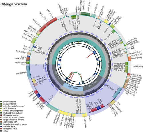 Figure 2. Genetic map of the chloroplast genome of C. hederacea. The large single-copy (LSC), small single-copy (SSC) region, and two inverted repeat regions (IRA and IRB) are shown in the inside track. Gene models, including protein-coding, tRNA, and rRNA genes, are shown with various colored boxes in the outer track.