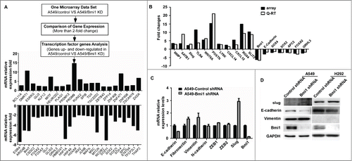 Figure 5. The potential target genes identified by global microarray analysis and verified by QRT-PCR. (A) The mRNA expressions of transcription factors are assayed from the agilent whole human genome microarrays. (B) Some potential target genes obtained from microarray analyses are verified by QRT-PCR. (C) Expression of the E-cadherin epithelial markers, the vimentin mesenchymal markers and EMT-inducing transcription factors in Bmi-1 shRNA or scrambled shRNA–expressing A549 cells are detected by quantitative RT-PCR. GAPDH served as the internal control. The data are presented as the mean ± SD (n = 3). (D) Expression of Slug, E-cadherin and vimentin in Bmi-1 shRNA or scrambled shRNA–expressing A549 and H292 cells are detected by Western- blot assay. GAPDH is used as a loading control.