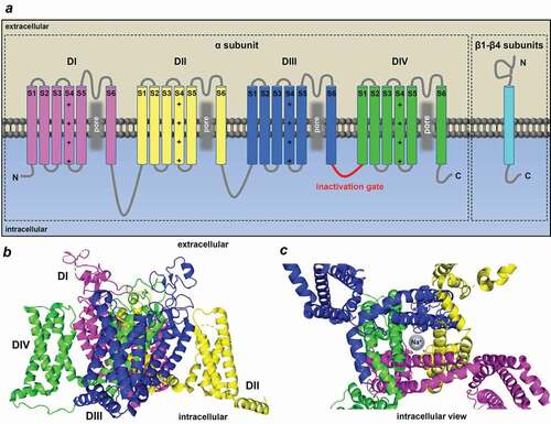 Figure 2. Structure of the cardiac Nav1.5 α subunit. (a) Alpha and beta subunits of the cardiac voltage-gated Na+ channel isoform showing the four domains of the alpha subunit (DI-DIV) and the six transmembrane segments (S1-S6) in each domain and the auxiliary beta subunits. Grey zone shows the pore-forming domain. Red shows the inactivation gate between the DIII and DIV (IDIII/IV). (b) Side and (c) top (intracellular) view of the cryo-EM structure of the rat Nav1.5 α subunit displaying the domains in different colors (PDB ID: 6UZ3) and the channel pore (c) generated by PyMol Software.[Citation182]