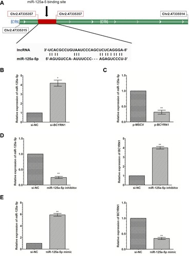 Figure 3 BCYRN1 binds to miR-125a-5p and negatively regulates its expression. (A) LncBase Predict V.2 predicted a binding site for BCYRN1 on miR-125a-5p. (B and C) qRT-PCR was used to measure the expression levels of miR-125a-5p in U251 cells transfected with p-BCYRN1 and si-BCYRN1. The results indicated that miR-125a-5p expression was upregulated by BCYRN1 knockdown, and miR-125a-5p expression was downregulated by BCYRN1 overexpression. The data are presented as the mean±SD (n=3 in each group). *p<0.05, **p<0.01 vs the negative control group. (D and E) The expression of BCYRN1 as determined by qRT-PCR in U251 cells transfected with an miR-125a-5p inhibitor and miR-125a-5p mimic. The data are presented as the mean±SD (n=3 in each group). *p<0.05, **p<0.01 vs the negative control group.