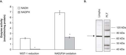 Figure 2.  Cofactor specificity and identity of the platelet NAD(P)H oxidase system. (A) NAD(P)H oxidase activity and NAD(P)H-dependent WST-1 reduction. Enzyme activities were measured spectrophotometrically, as reported under Materials and methods. Values are the means of five independent experiments, each performed in triplicate. *p < 0.001 vs. NADH-containing assays. (B) Western blot analysis of Ecto-NOX1 protein. Platelet plasma membranes (PLT) were immunoblotted with anti-Ecto-NOX1 antibody. Positive control is represented by cellular extracts from lymphocytes (Lympho). The arrow points to Ecto-NOX1 band; molecular weight standards are shown on the right. The radiograph is representative of four similar experiments.