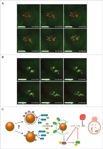 Figure 9. S. aureus evades autophagy in human cells. (A) Human keratinocyte cells (HaCaT) expressing GFP-LC3B were infected with SH1000-RFP and recorded via live-cell imaging. Three time points/min were recorded and 6 time points are shown. Scale bars: 11 µm. Arrowheads show forming of LC3B-positive phagophore membrane around intracellular S. aureus. (B) Human keratinocyte cells (HaCaT) expressing GFP-LC3B were infected with SH1000-RFP and recorded via live-cell imaging. Three time points/min were recorded and 6 time points are shown. Scale bars: 13 µm. Arrowheads show the disruption of the previously formed autophagosomal membrane around S. aureus. (C) Model of staphylococcal evasion from the autophagic machinery. After invasion of the host cell, S. aureus becomes directly ubiquitinated or associated with ubiquitinated proteins leading to recognition by the host cell receptor proteins SQSTM1, OPTN and CALCOCO2. The receptor proteins deliver S. aureus to LC3-containing phagophores. After autophagosomal capture, S. aureus is able to evade autophagy and blocks autophagosomal maturation via activation of MAPK14. Ub, ubiquitin-associated proteins (gray); SQSTM1, OPTN and CALCOCO2, host cell receptor proteins (blue); LC3, microtubule-associated protein 1 light chain 3 (yellow); ATG5, autophagy-related 5 (green); MAPK14, mitogen-activated protein kinase 14 (purple); P, phosphorylation (yellow star); the lysosome is depicted in red.
