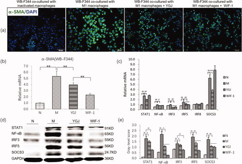 Figure 4. YGJ inhibits the differentiation of WB-F344 cells into myofibroblasts through inhibiting the activation of M1 macrophages. (a) α-SMA immunofluorescent staining (green) in WB-F344 cells (×200) (the presented in vitro experiments were conducted in the same batch, the normal and model groups used the same pictures as published articles. The figures of WB-F344 co-cultured with inactivated macrophages and WB-F344 co-cultured with M1 macrophages were reused form a previous study [Ying Xu et al. Citation2018] and are reproduced with permission here). (b) α-SMA mRNA expression in WB-F344 cells was measured by RT-PCR and normalized to GAPDH mRNA (n = 3 per group). (c) STAT1, NF-κB, IRF3, IRF5, IRF8, and SOCS3 mRNA expressions in RAW264.7 cells were measured by RT-PCR and normalized to GAPDH mRNA (n = 3 per group); (d) STAT1, NF-κB, IRF3, IRF5, and SOCS3 protein bands were depicted in the immunoblot images, and (e) the densitometric quantification of the protein bands presented as a histogram (n = 3 per group). *p < 0.05 and **p < 0.01. N: WB-F344 cells co-cultured with inactivated RAW264.7 cells; M: WB-F344 cells co-cultured with LPS (100 ng/mL)-activated RAW264.7 cells (referred to as LPS-RAW264.7); YGJ: WB-F344 cells co-cultured with LPS-RAW264.7 treated with Yiguanjian decoction; WIF-1: WB-F344 cells co-cultured with LPS-RAW264.7 treated with Wnt inhibitory factor-1.