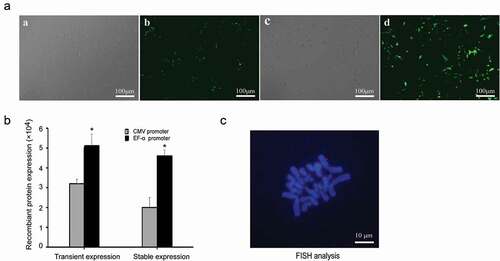 Figure 8. Recombinant protein expression and status of vectors in PEF cells. (a) eGFP expressions were observed under an epifluorescence microscope after 48 h of transfection. Cells transfected with plasmid containing the CMV promoter under white light (a) and fluorescence (b). Cells transfected with plasmid containing the EF-1α promoter under white light (c) and fluorescence (d). (b) eGFP expressions were determined by flow cytometry after 48 h transfection and at generation 20. Standard error of the mean (SEM) is indicated. * indicates that transgene expression with EF-1α promoter was significantly higher than that from vectors containing the CMV promoter (Student’s t-test, P < 0.05). (c) PEF cells transfected with plasmid containing EF-1α promoter at generation 20 were analyzed by FISH to assess whether the vectors were present as integrated copies. The episome (red) was visualized by eGFP FISH (Blue: metaphase chromosomes; red: vectors).