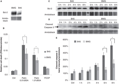 Figure 1. Expression of Bcl-2 in neo (B45) and bcl-2 (BMG)-transfected RINm5F cell clones and effects of palmitate and FCCP on B45 and BMG-transfected cell viability. A: Expression of Bcl-2 in BMG and B45 cell clones. B: Effects of palmitate and FCCP on B45 and BMG-transfected cell viability. RIN cell clones were incubated with 0.5 mM palmitate (0.5% BSA or 1% BSA + 1% FBS) or 1 μg/mL FCCP for 8 h. Results are means ± SEM for five separate experiments. * denotes p < 0.05 using paired Student’s t test when comparing versus corresponding control. C: One representative immunoblot showing Bcl-2 expression during the 8-h incubation with 0.5 mM palmitate (0.5% BSA). D: One representative immunoblot showing cleaved caspase 3 levels from five experiments. E: Mean optical density measurements of the immunoblots of cleaved caspase 3. The results are expressed as percentages of the control (B45 cells; Time zero) and shown as means ± SEM for five separate experiments. * denotes p < 0.05 using paired Student’s t test.