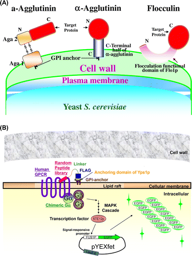 Fig. 1. Cell surface display system (A) and membrane display system (B) in S. cerevisiae.