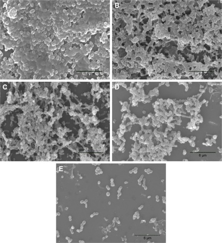 Figure 5 Scanning electron microscopy images of AB biofilms.Notes: (A) BF control; (B) USMB; (C) PMB; (D) CLP; and (E) USMB + CLP. The images A–E are at 3,000× magnification.Abbreviations: AB, Acinetobacter baumannii; BF, biofilm; USMB, ultrasound microbubble; PMB, polymyxin B; CLP, chitosan-modified polymyxin B-loaded liposome; USMB + CLP, ultrasound microbubble and chitosan-modified polymyxin B-loaded liposome.