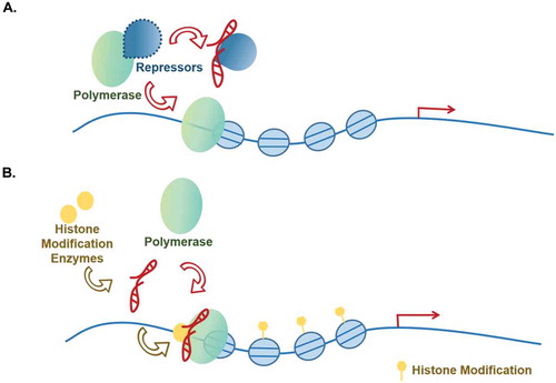 Figure 5. Associated with polymerases.