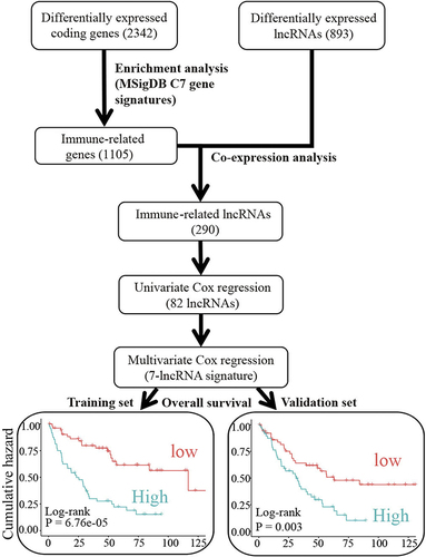 Figure 1 Flowchart of the strategy to identify immune-related prognostic lincRNAs in ccRCC.