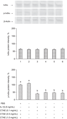 Figure 3.  Effects of C. taiwanianum T. Yamaza rhizome aqueous extract (CTAE) on IκBα and p-IκBα protein level on NRK-52E induced by IL-1β. NRK-52E cells were treated with 5 ng/mL IL-1β alone or with various concentrations of CTAE for 18 h, respectively. Results were normalized to β-actin. Data are the means ± SD from three or five independent experiments and are expressed as the percentage of the phosphate-buffered saline (PBS) vehicle control. Values not sharing the same letter are significantly different (P < 0.05).