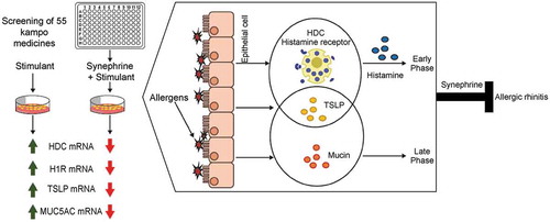 Figure 11. Related factors and symptoms of the early-/late-phase reaction in allergic rhinitis.